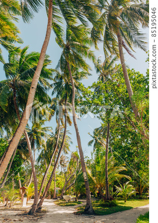 Island road with palm trees, Maldives Island road with palm trees, Maldives 85195046