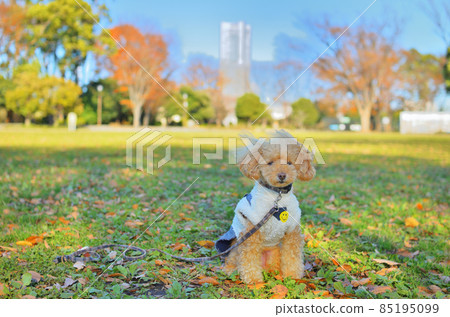 Toy Poodle and Yokohama Landmark Tower 85195099