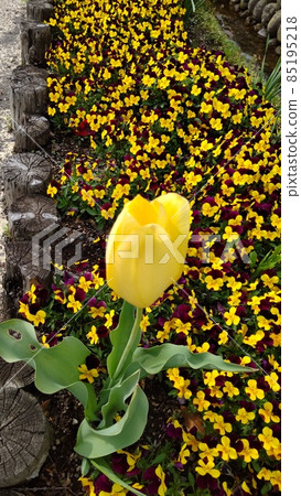 Early spring, conversation of yellow flowers 85195218