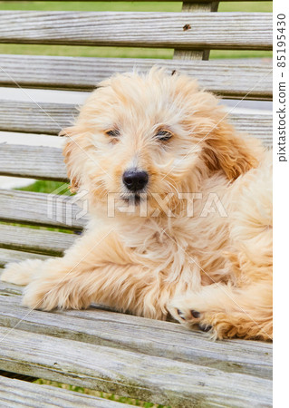 White goldendoodle puppy sitting on wood bench White goldendoodle puppy sitting on wood bench 85195430