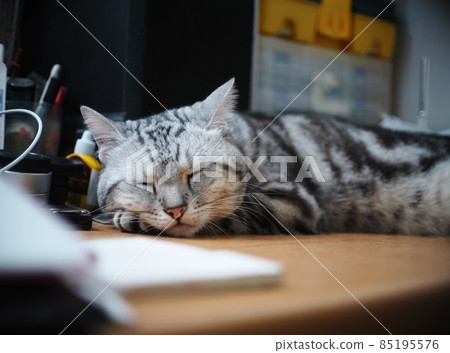 cute short hair young AMERICAN SHORT HAIR breed kitty grey and black stripes home cat relaxing sleeping on workplace desktop table cute short hair young AMERICAN SHORT HAIR breed kitty grey and black stripes home cat relaxing sleeping on workplace desktop table 85195576