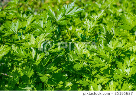 Parsley, or garden parsley (Petroselinum crispum) 85195687