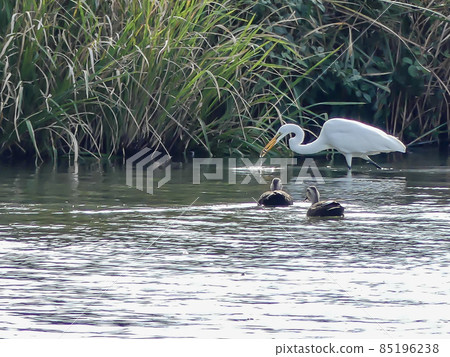Egret of Lake Hira, Kusatsu City, Shiga Prefecture Egret of Lake Hira, Kusatsu City, Shiga Prefecture 85196238