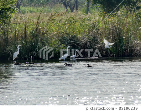 Egret of Lake Hira, Kusatsu City, Shiga Prefecture Egret of Lake Hira, Kusatsu City, Shiga Prefecture 85196239
