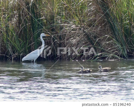 Egret of Lake Hira, Kusatsu City, Shiga Prefecture Egret of Lake Hira, Kusatsu City, Shiga Prefecture 85196240