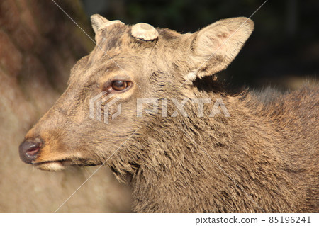Dicing deer in Nara Park Dicing deer in Nara Park 85196241