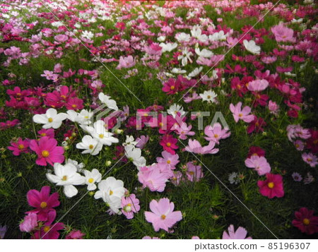 Autumn leaves reflected in a pond 85196307