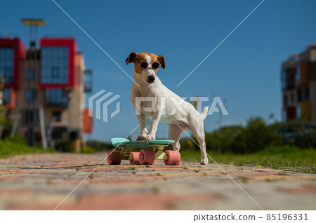 Jack russell terrier dog in sunglasses rides a penny board outdoors. Jack russell terrier dog in sunglasses rides a penny board outdoors. 85196331