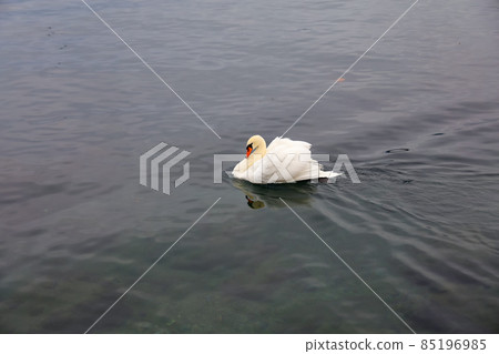 White swan is swimming on the river at swiss White swan is swimming on the river at swiss 85196985