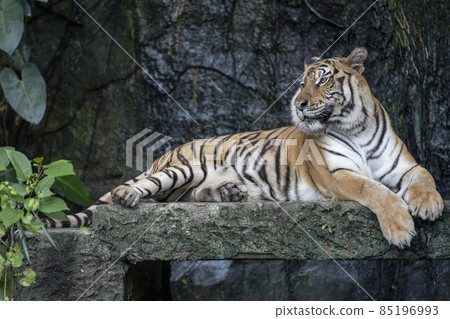 Close up bengal tiger is sit down in forest 85196993