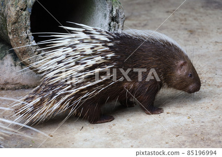 Close up the malayan porcupine animal 85196994