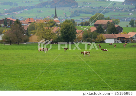Group cow is eatting grass in farm at swiss 85196995