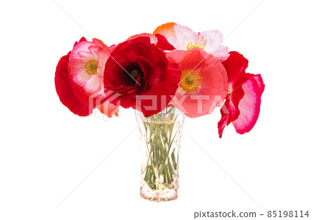beautiful poppies isolated beautiful poppies isolated 85198114