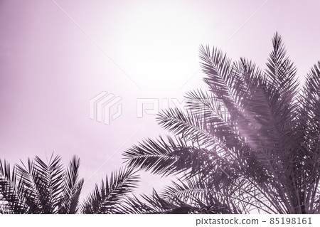 Tropical tourism paradise palms pink summer sky Tropical tourism paradise palms pink summer sky 85198161