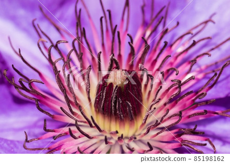 Purple clematis flower with pink bloomin blossom Purple clematis flower with pink bloomin blossom 85198162