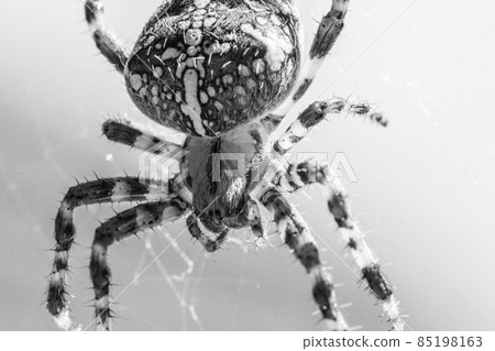 Big arachnid spider in its spiderweb waiting Big arachnid spider in its spiderweb waiting 85198163