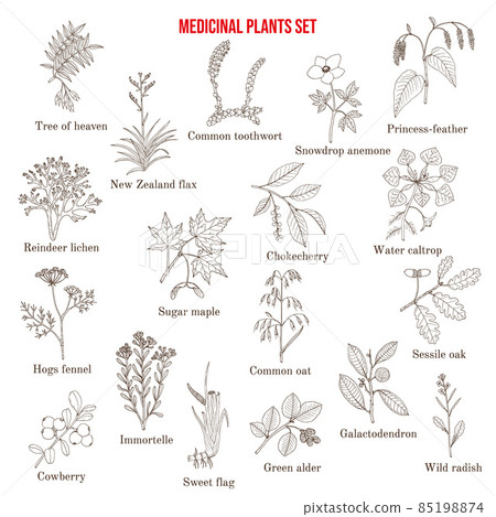 Medicinal plants collection Medicinal plants collection 85198874