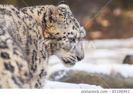 Snow leopard snow leopard facial expression 85198941