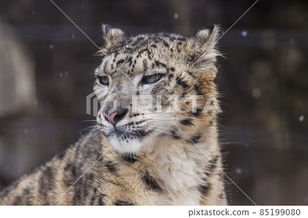 Snow leopard snow leopard facial expression 85199080