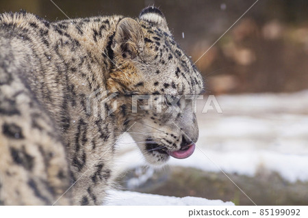 Snow leopard snow leopard facial expression 85199092