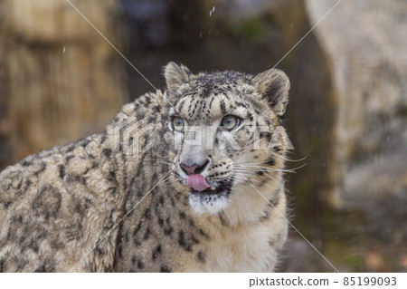 Snow leopard snow leopard facial expression 85199093