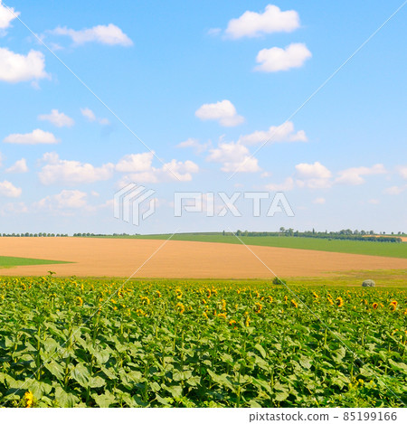 Green field with sunflower and blue sky. 85199166