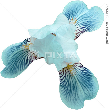 turquoise iris flower Isolated on white background with clipping path. Close-up. For design turquoise iris flower Isolated on white background with clipping path. Close-up. For design 85199225