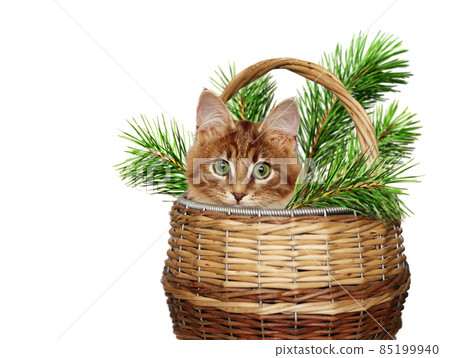 Ginger fluffy kitten sitting in a wicker backet with green pine twigs isolated on white. Symbol of 2022 year Ginger fluffy kitten sitting in a wicker backet with green pine twigs isolated on white. Symbol of 2022 year 85199940