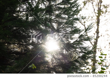 Sunbeams streaming through the pine trees and illuminating the young green foliage on the bushes in Sunbeams streaming through the pine trees and illuminating the young green foliage on the bushes in 85200244