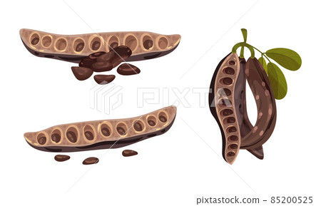 Pods of carob plant set. Organic healthy food vector illustration Pods of carob plant set. Organic healthy food vector illustration 85200525