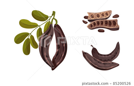 Brown pods of ripe carob plant with leaves set. Organic healthy super food vector illustration 85200526