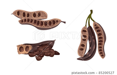 Sweet pods of carob plant set. Super food vector illustration Sweet pods of carob plant set. Super food vector illustration 85200527