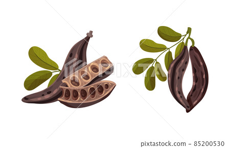 Sweet pods of carob plant with leaves set. Organic healthy food vector illustration Sweet pods of carob plant with leaves set. Organic healthy food vector illustration 85200530