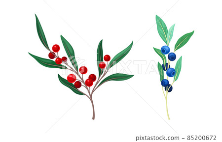 Set of wild berries twigs. Red bird cherry and blueberry branches vector illustration Set of wild berries twigs. Red bird cherry and blueberry branches vector illustration 85200672