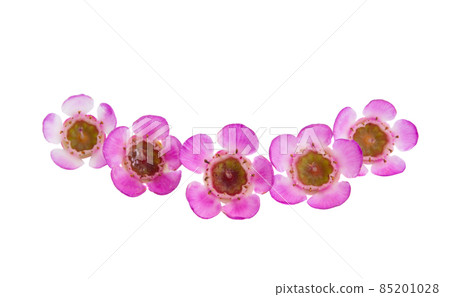 myrtle flowers isolated myrtle flowers isolated 85201028