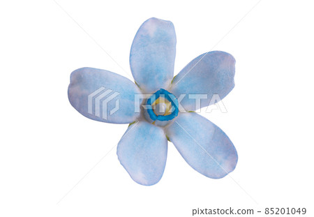 Oxypetalum coeruleum isolated 85201049