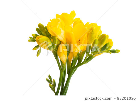 yellow freesia isolated yellow freesia isolated 85201050