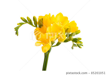 yellow freesia isolated 85201051