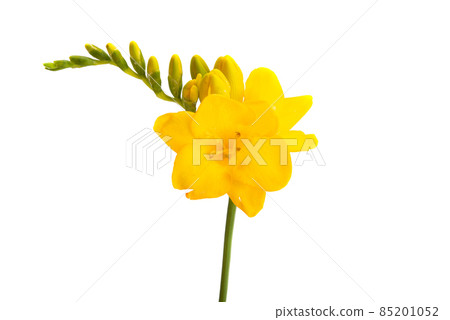 yellow freesia isolated yellow freesia isolated 85201052