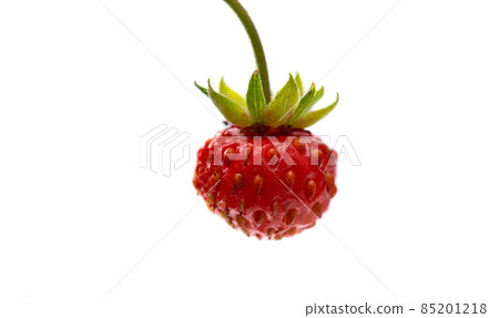 wild strawberries isolated 85201218