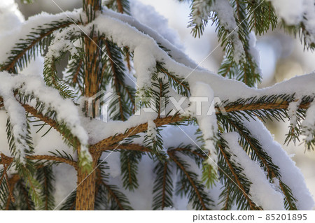 Close-up shot of pine tree branche with green needles covered with deep fresh clean snow on blurred blue outdoors copy space background. Merry Christmas and Happy New Year greeting postcard. Close-up shot of pine tree branche with green needles covered with deep fresh clean snow on blurred blue outdoors copy space background. Merry Christmas and Happy New Year greeting postcard. 85201895