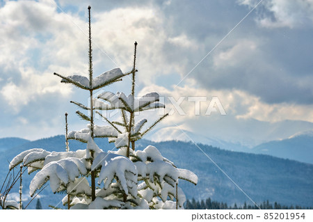 Closeup of pine tree branches covered with fresh fallen snow in winter mountain forest on cold bright day. 85201954
