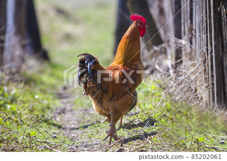 Close-up of big beautiful red well fed rooster proudly guarding flock of hens feeding in green grass on bright sunny day on blurred background. Farming of poultry, chicken meat and eggs concept. Close-up of big beautiful red well fed rooster proudly guarding flock of hens feeding in green grass on bright sunny day on blurred background. Farming of poultry, chicken meat and eggs concept. 85202061