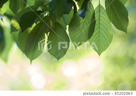 Close-up of beautiful fresh shiny cherry leaves lit by sun hanging like curtain above blurred bright bokeh copy space background. Beauty and protection of nature, agriculture and gardening concept. Close-up of beautiful fresh shiny cherry leaves lit by sun hanging like curtain above blurred bright bokeh copy space background. Beauty and protection of nature, agriculture and gardening concept. 85202063
