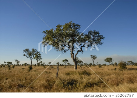 African savannah landscape 85202787