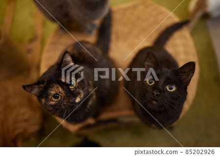 Cat standing on its hind legs, asks food. Cat standing on its hind legs, asks food. 85202926