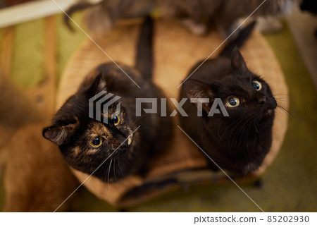 Cat standing on its hind legs, asks food. Cat standing on its hind legs, asks food. 85202930