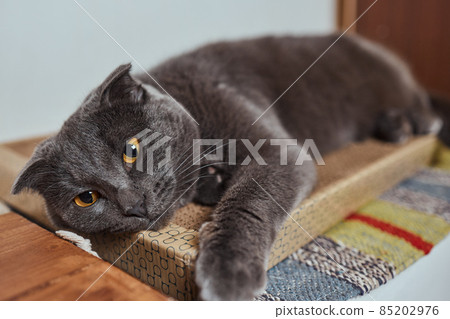 Cute little tabby kitten leaning contentedly up against a scratching new rope post looking at the camera with a curious expression. 85202976