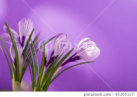 Beautiful spring bouquet of crocuses and mimosa flowers. Beautiful spring bouquet of crocuses and mimosa flowers. 85203127