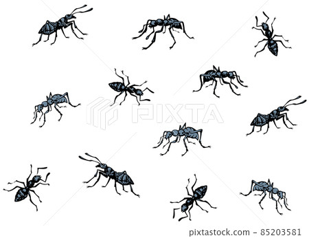 Ant. Vector drawing black pattern 85203581